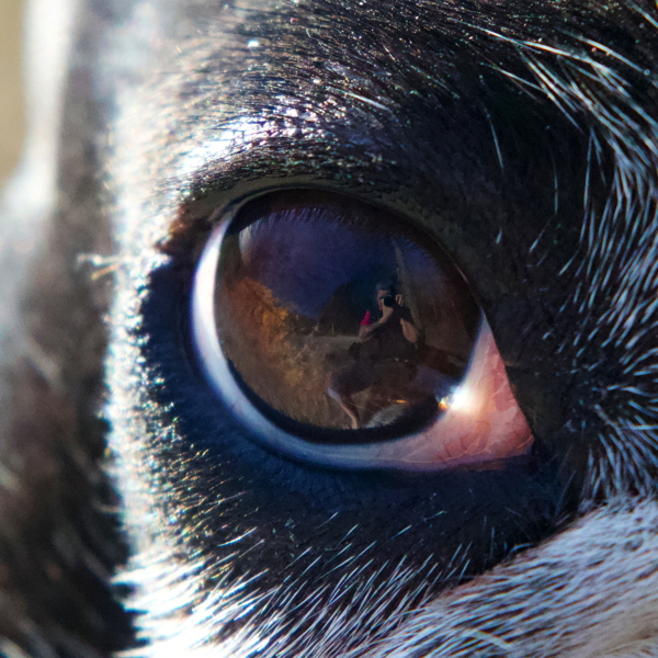 ira spiegelt sich in Surris Auge ira